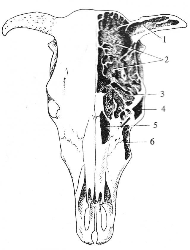 牛的头骨 解剖图图片