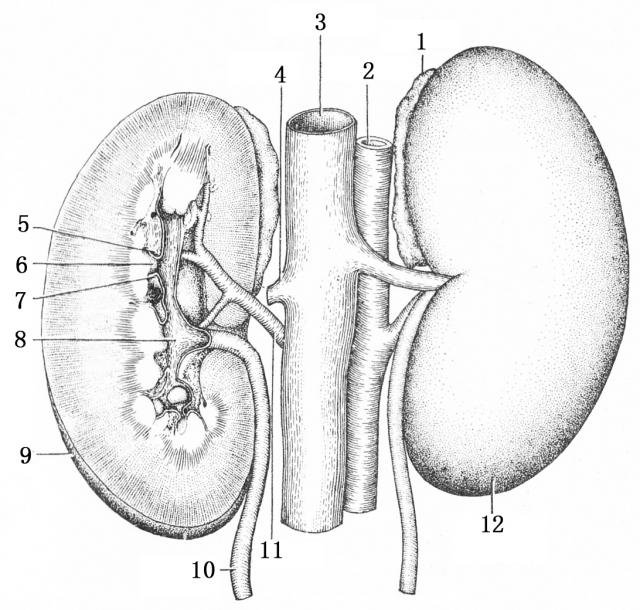 猪肾的解剖图图片