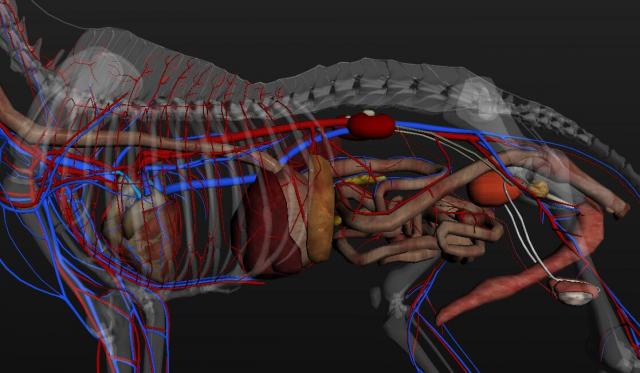 犬胸腔、腹腔内的主要血管分布