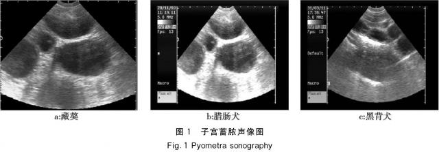 图1：子宫蓄脓声像图