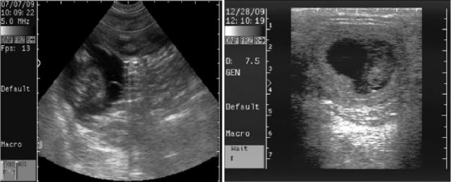 图3：犬怀孕声像图