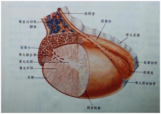 公马器官图片