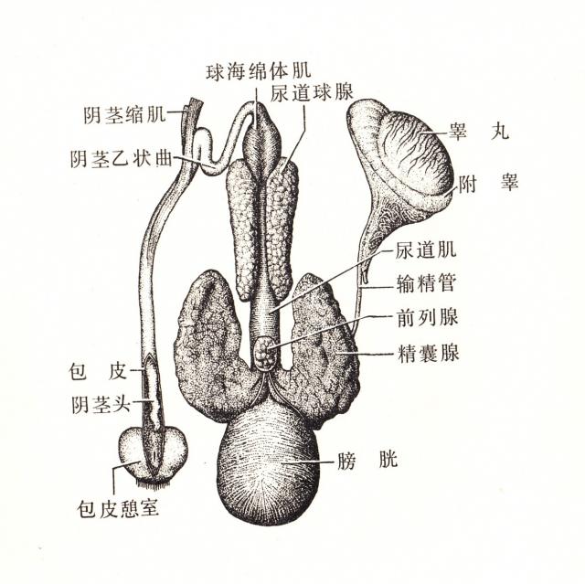 猪睾丸的结构示意图图片