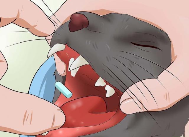 口服投药2：将药片放进猫的嘴巴