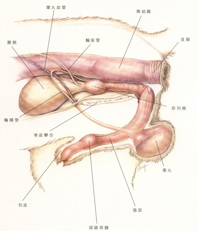 雄性宠物外生殖器检查 云端兽医知识库 技术文章