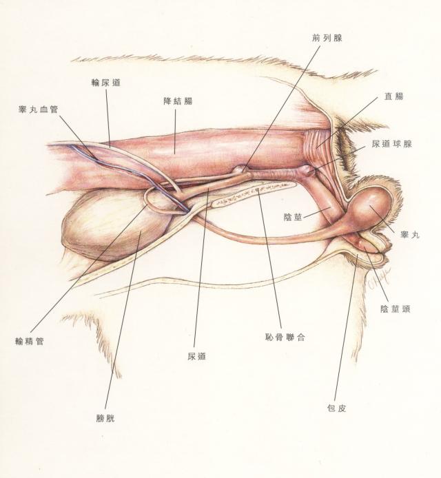 公猫下泌尿道及生殖系统