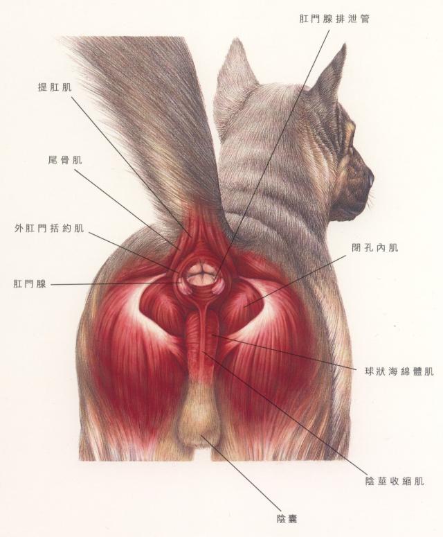 犬肛门囊腺局部解剖图