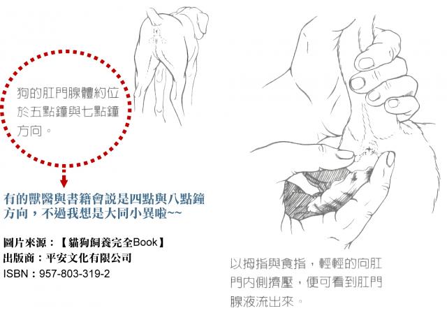 犬肛门囊腺的位置及挤压肛门腺方法