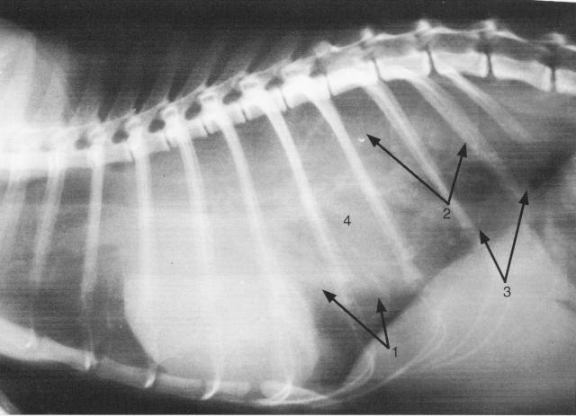 犬间质性肺炎