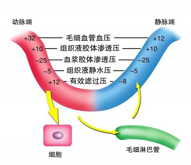 组织液生成与回流示意图