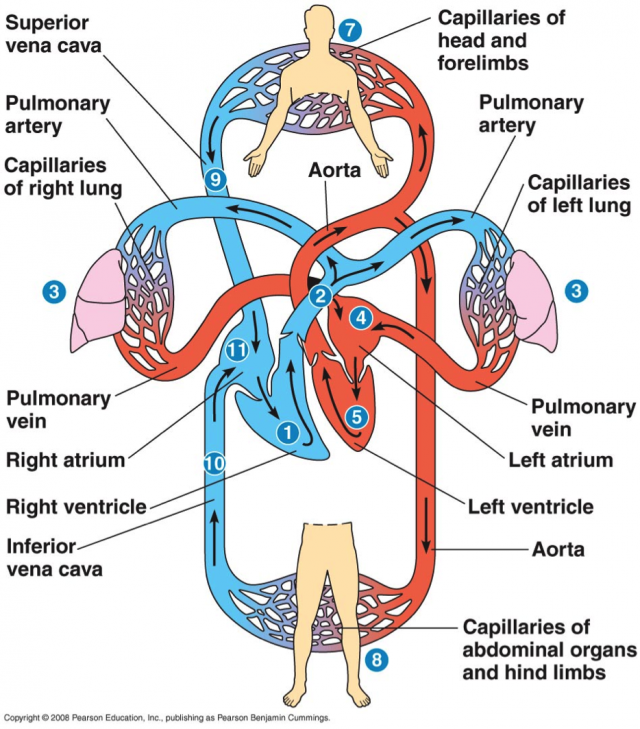 动静脉血液循环示意图图片