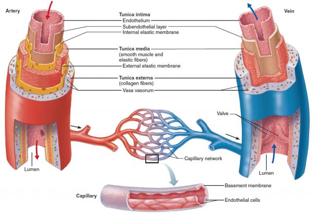 血管分层结构图图片