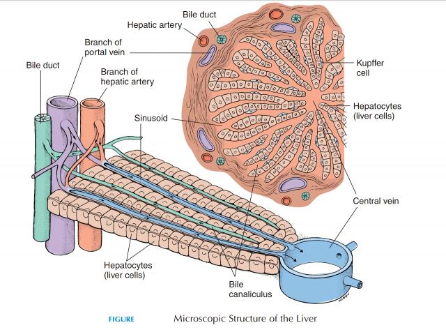 肝细胞模式图图片