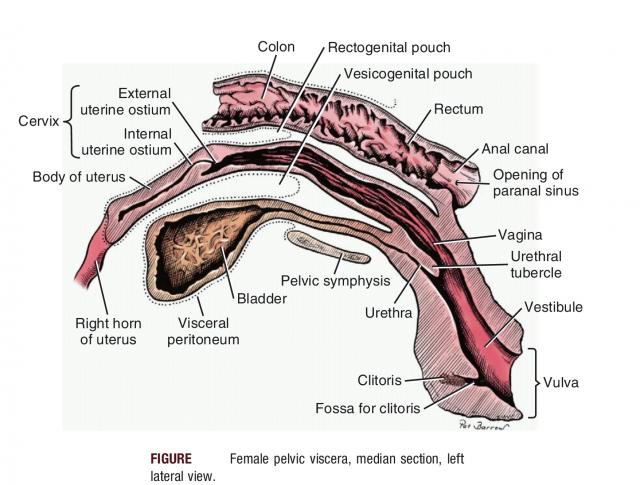母犬生殖系统正中矢状面