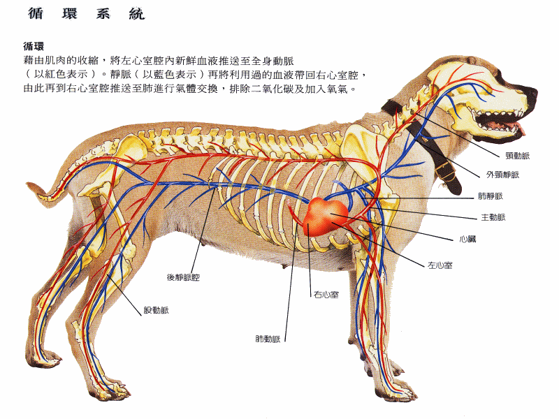 狗的动脉血管分布图图片