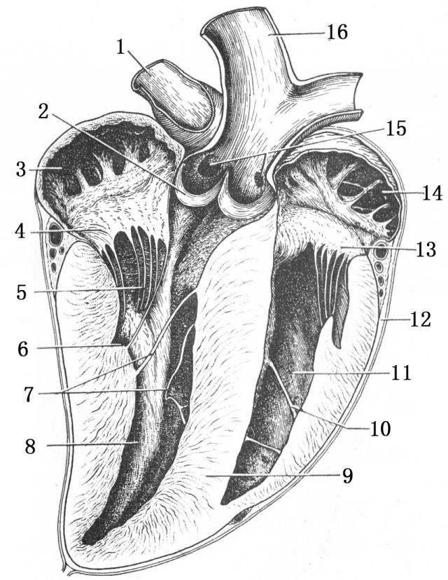 為左,右兩半,每半由房室隔(septum atrioventriculare)分為心房和心室