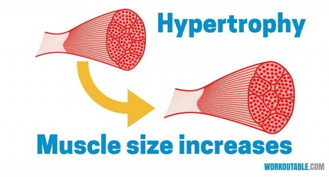 肌肉肥大示意图