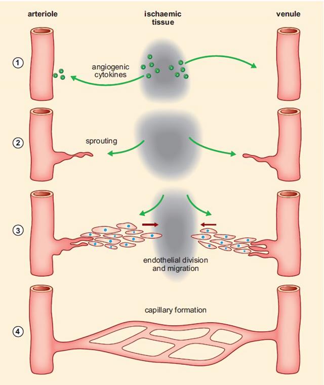 毛细血管的再生过程