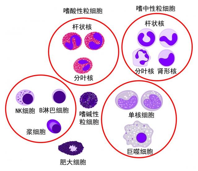 白细胞的形态比较