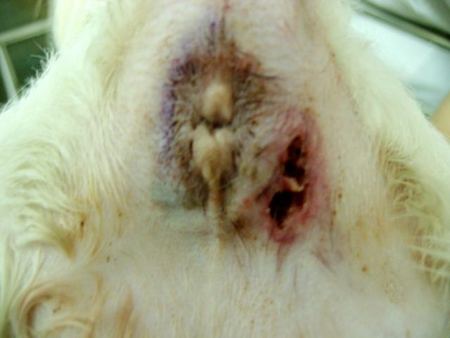 狗肛门腺囊肿图片