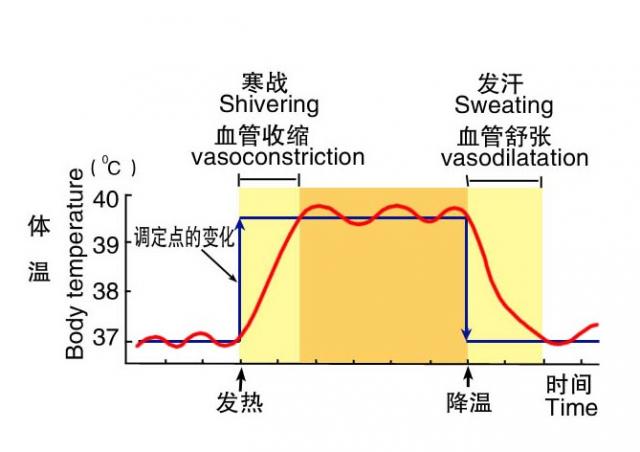 体温调定点的变化及发热的过程示意图 