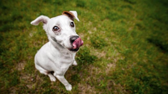 舔鼻子是犬常见的安定信号