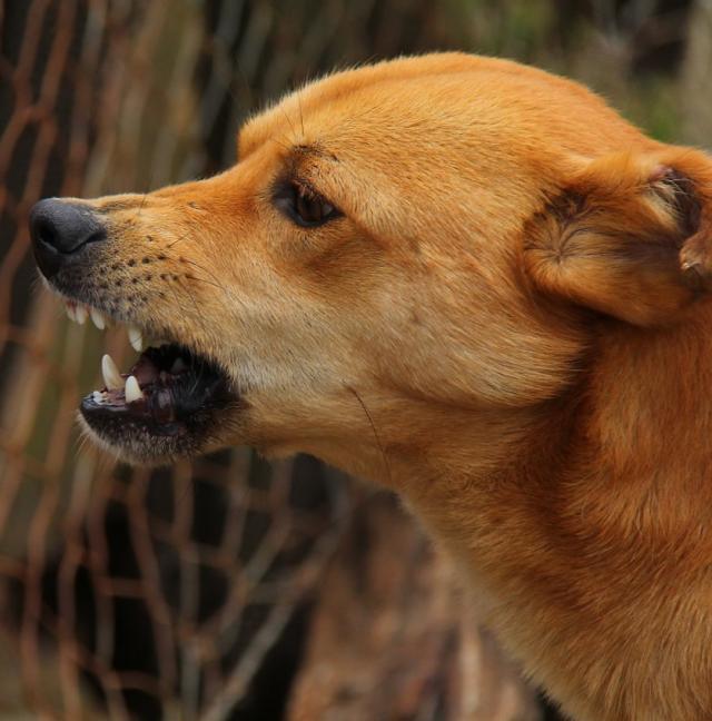 视频 生存的艺术 犬的安定信号