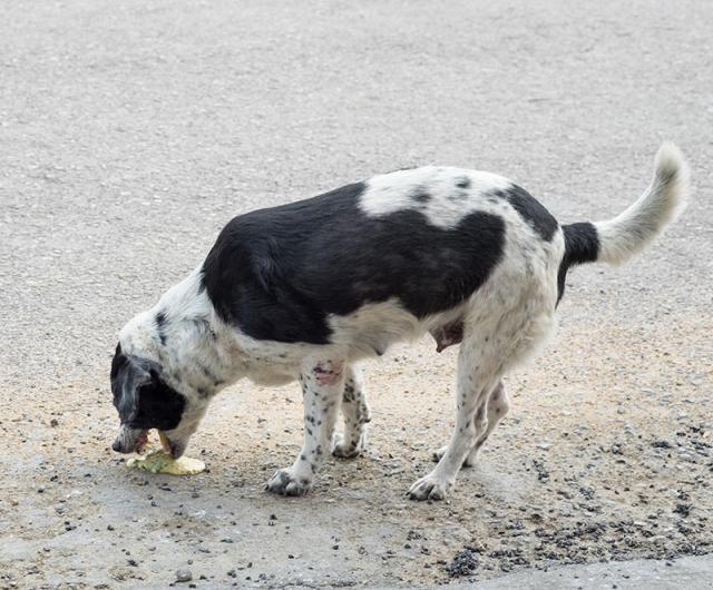 犬呕吐