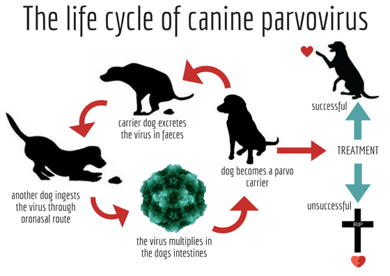 犬细小病毒的传播方式