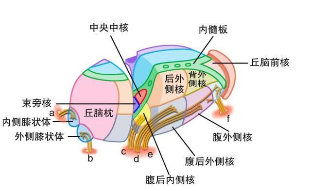 丘脑主要核团示意图