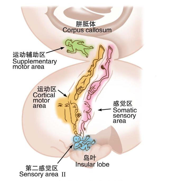 大脑皮层体表感觉与躯体运动功能代表区