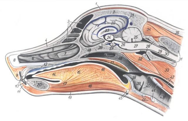 犬头部正中矢状面
