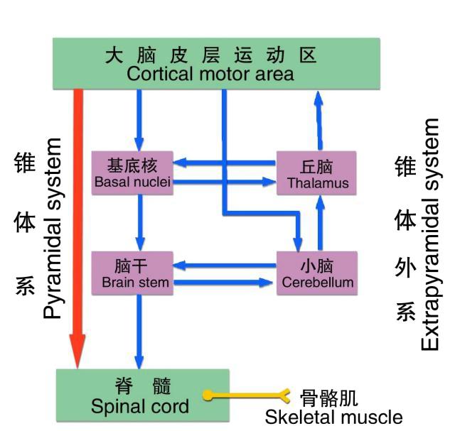 锥体系和锥体外系示意图