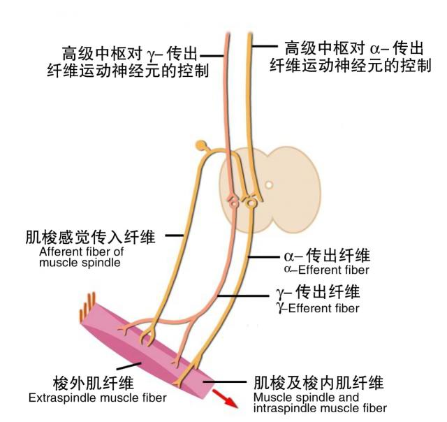 高级中枢对骨骼肌运动控制的模式图