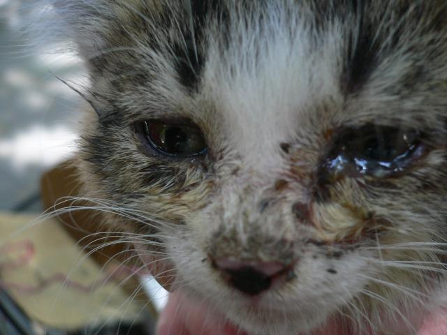 猫瘟症状：眼鼻流出分泌物