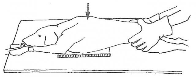 胸部背腹位投照摆位