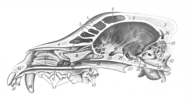 狗头部骨骼结构图图片