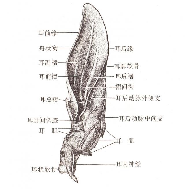 马左侧外耳构造