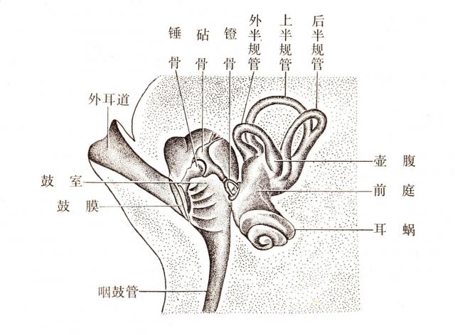 马右侧中耳和内耳构造（前面）