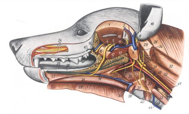犬头的解剖-深层-左半下颌骨被除去-左侧观