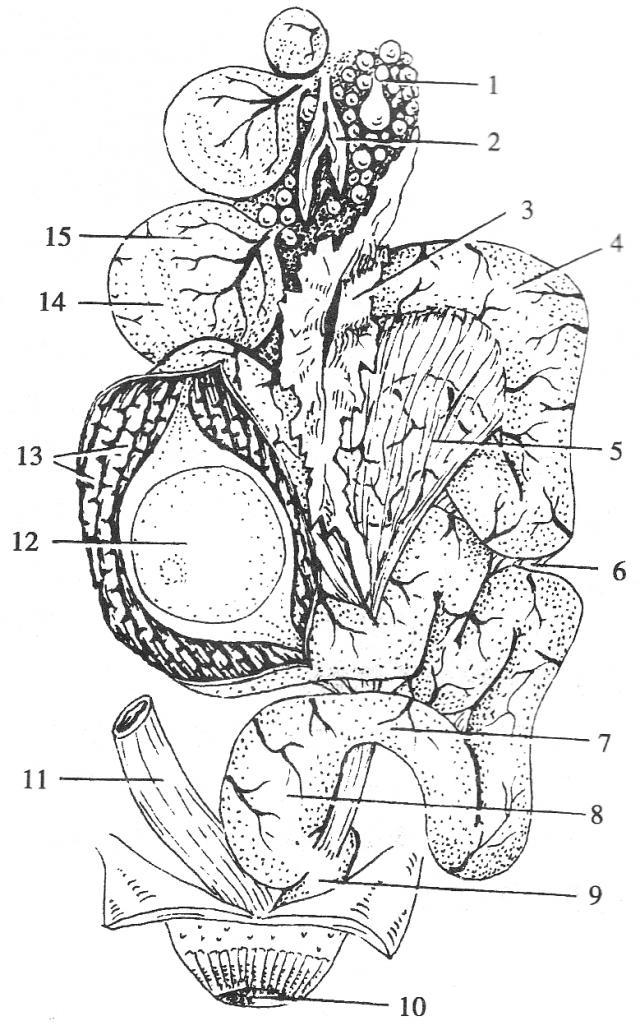 鸡泄殖腔解剖图图片