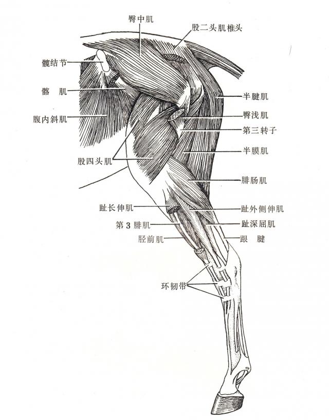 马左后肢中层肌（外侧）