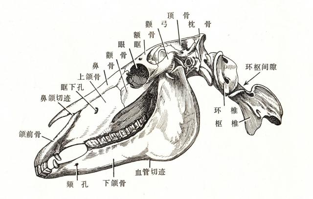 马的头骨结构图图片