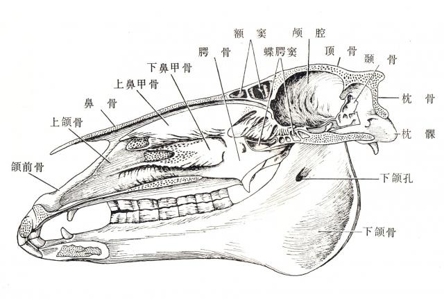 马的头骨结构图图片