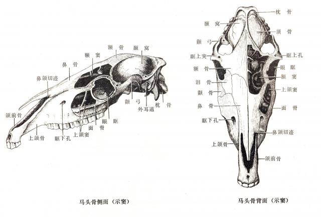 马的鼻旁窦（侧面和背面）