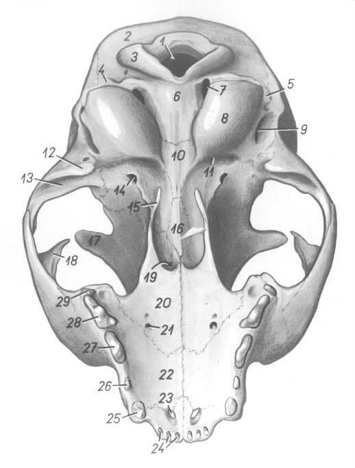 猫头骨（腹侧面）