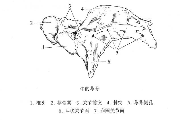 牛的头骨结构图图片