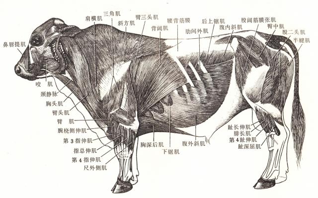 牛的肌肉解剖结构图图片