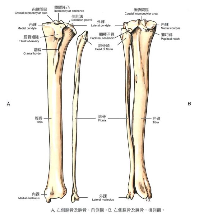 犬左侧胫骨和腓骨