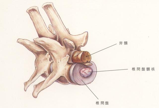 椎间盘结构模式图